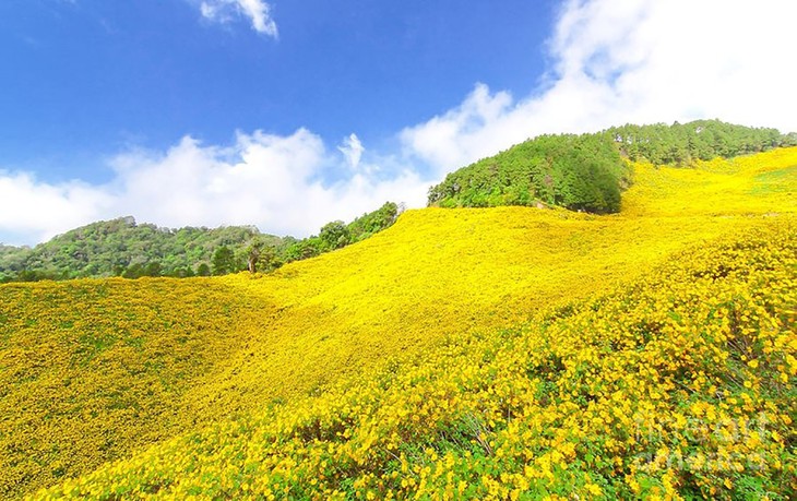 Brillante temporada de girasoles silvestres en las montañas