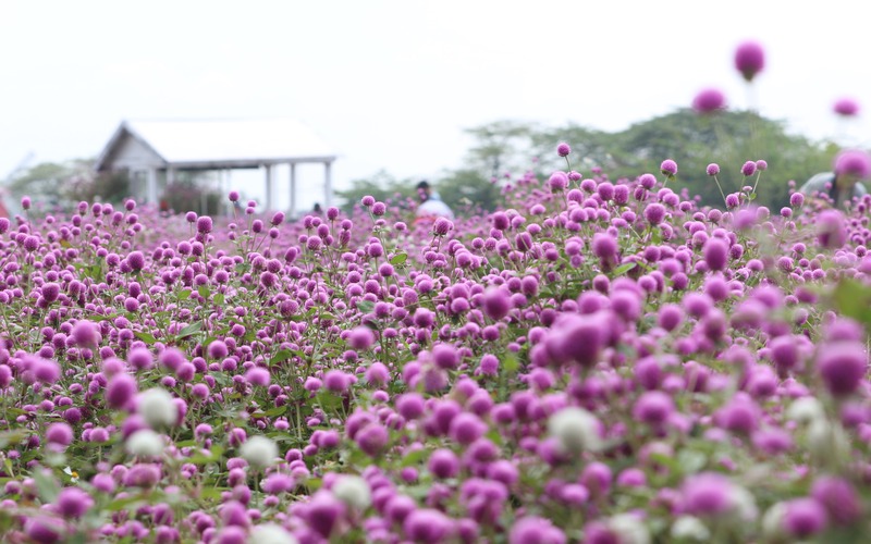 Jóvenes habitantes de Hanói fascinados por la Gomphrena globosa
