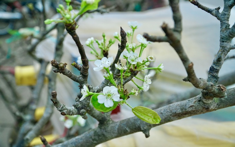 Habitantes de Hanói encantados de disfrutar de la flor del peral silvestre al principio de su floración