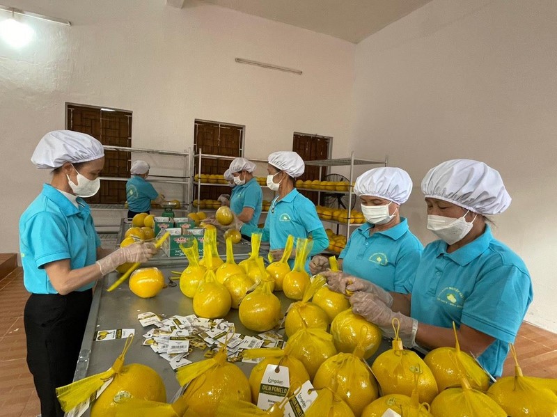 Hoa Binh exporta el primer lote de pomelo Dien al Reino Unido