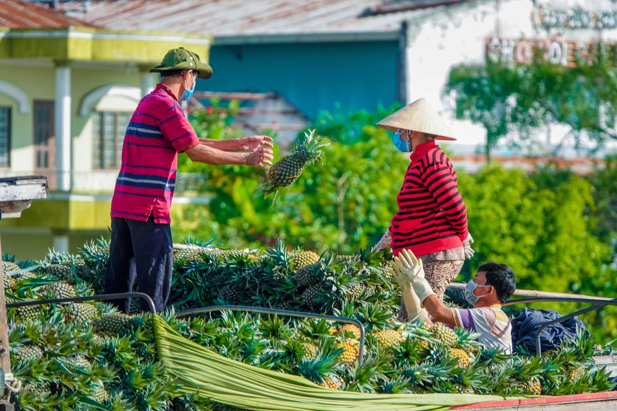 La banca prioriza el crédito para productos agrícolas en Delta del Mekong