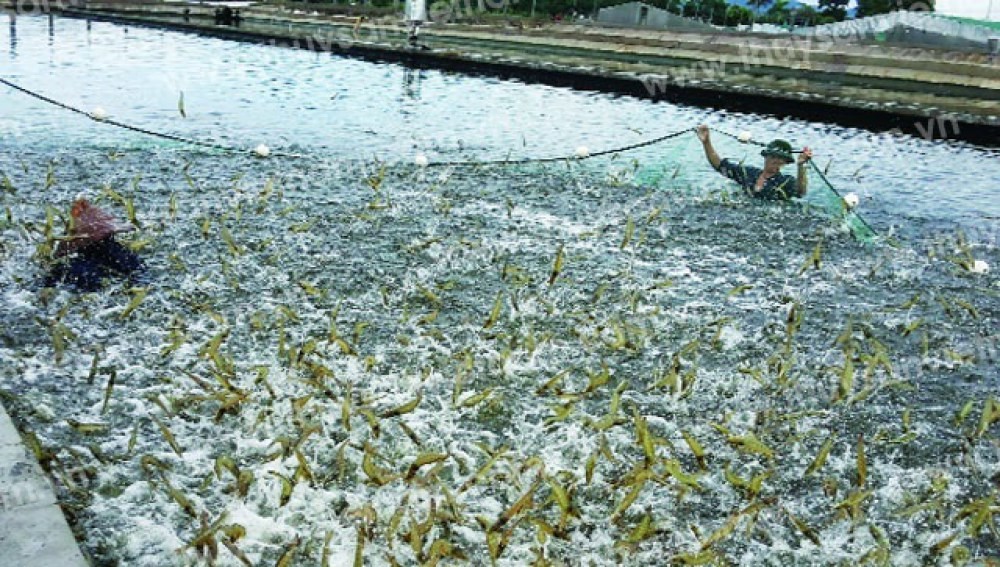 Ben Tre se esfuerza que la exportación de camarones alcance 1,2 mil millones de dólares