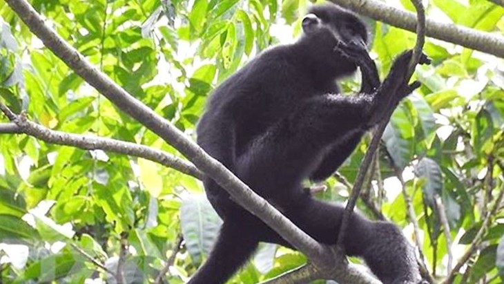 Fortaleciendo la prevención y combate de delitos contra la biodiversidad