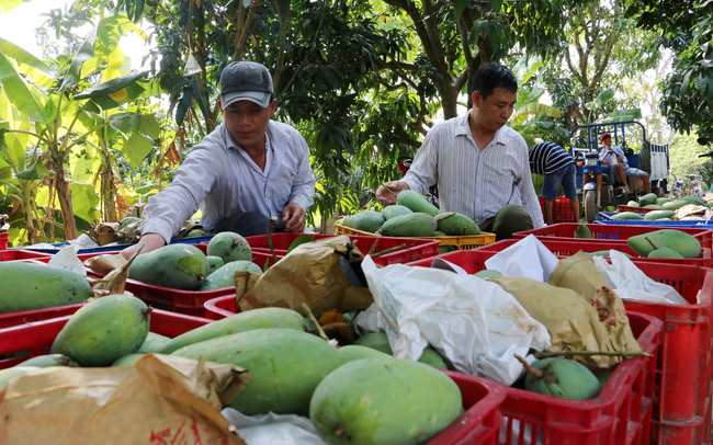 Vietnam, tercer mayor proveedor de mango de Corea del Sur
