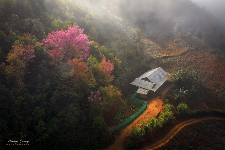 Las flores de “To day” llevan primaverales colores a las montañas de Mu Cang Chai