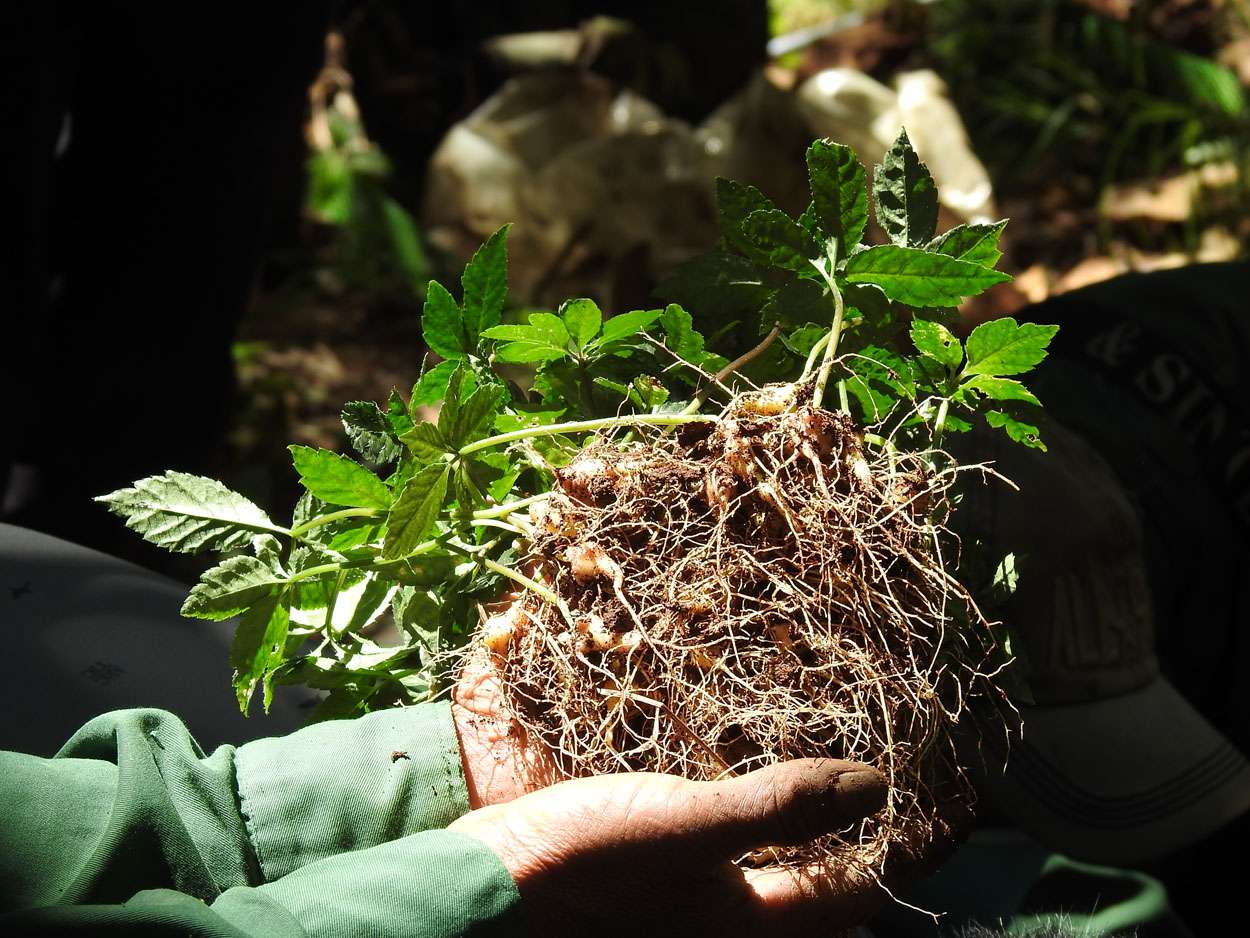 La provincia de Kon Tum tendrá 10 000 hectáreas de ginseng Ngoc Linh para 2030
