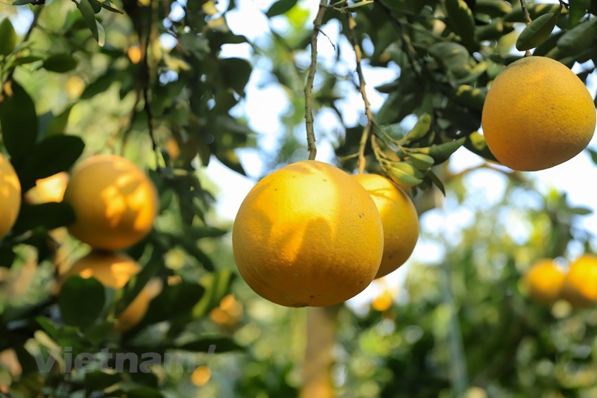 Cosechan pomelo especial para el Año Nuevo Lunar