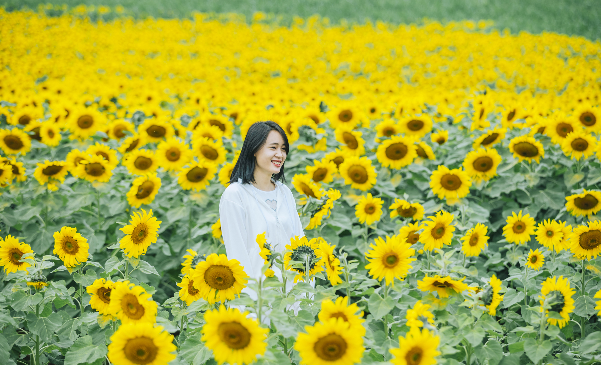 Campos de girasoles atraen visitantes a principios de año