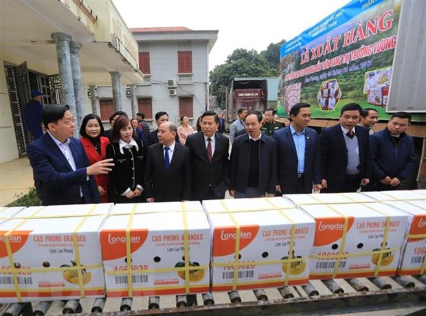 Hoa Binh exporta el primer lote de naranjas Cao Phong al Reino Unido
