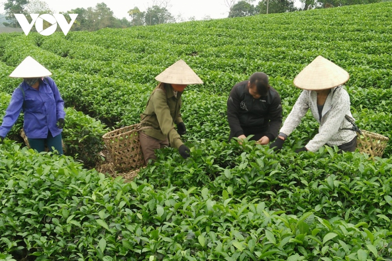 Las exportaciones de té registran un crecimiento de dos dígitos en 2022