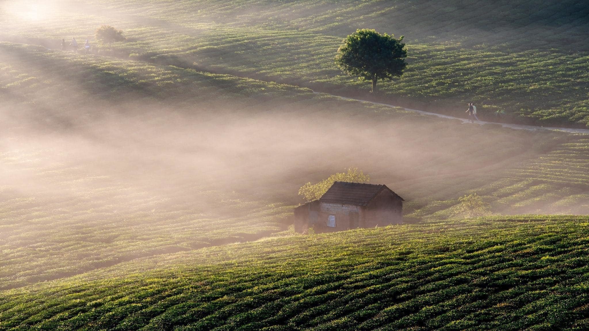 Las colinas de té del norte se empañan cuando comienza el invierno