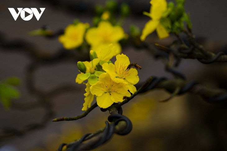 Hermosos albaricoqueros en Hue en los días festivos