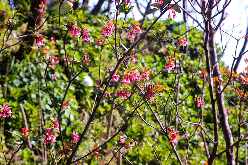 Flores de durazno con forma de campana brotan en cima de Ba Na