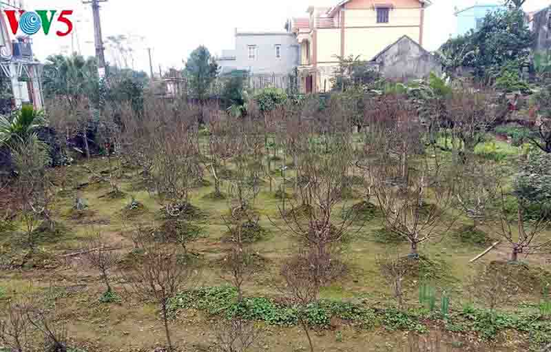 Pueblo de floricultura de Phu Van, listo para el Tet