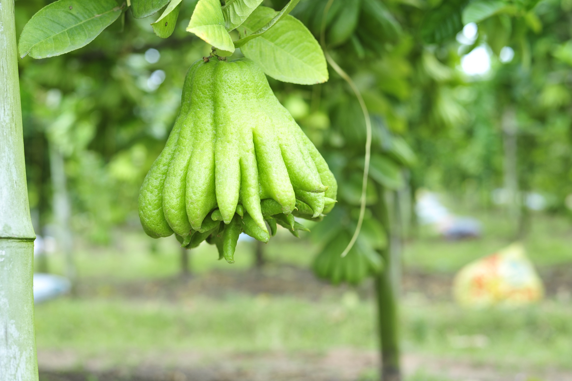 La aldea de frutas “Mano de Buda” ocupada con la temporada de cosecha para el año nuevo lunar