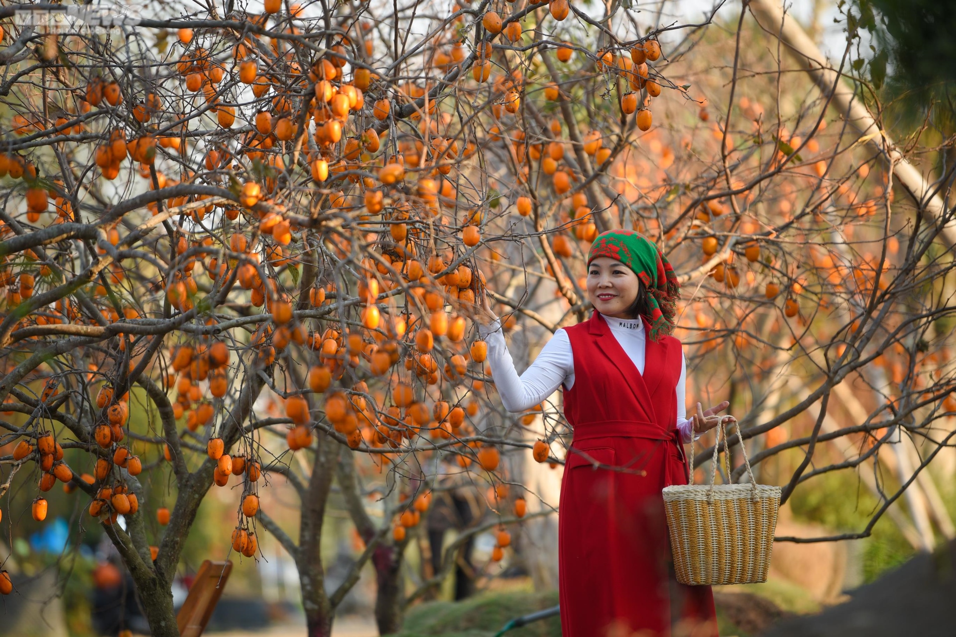 Numerosas personas descienden al huerto de caqui Moc Chau en Hanói