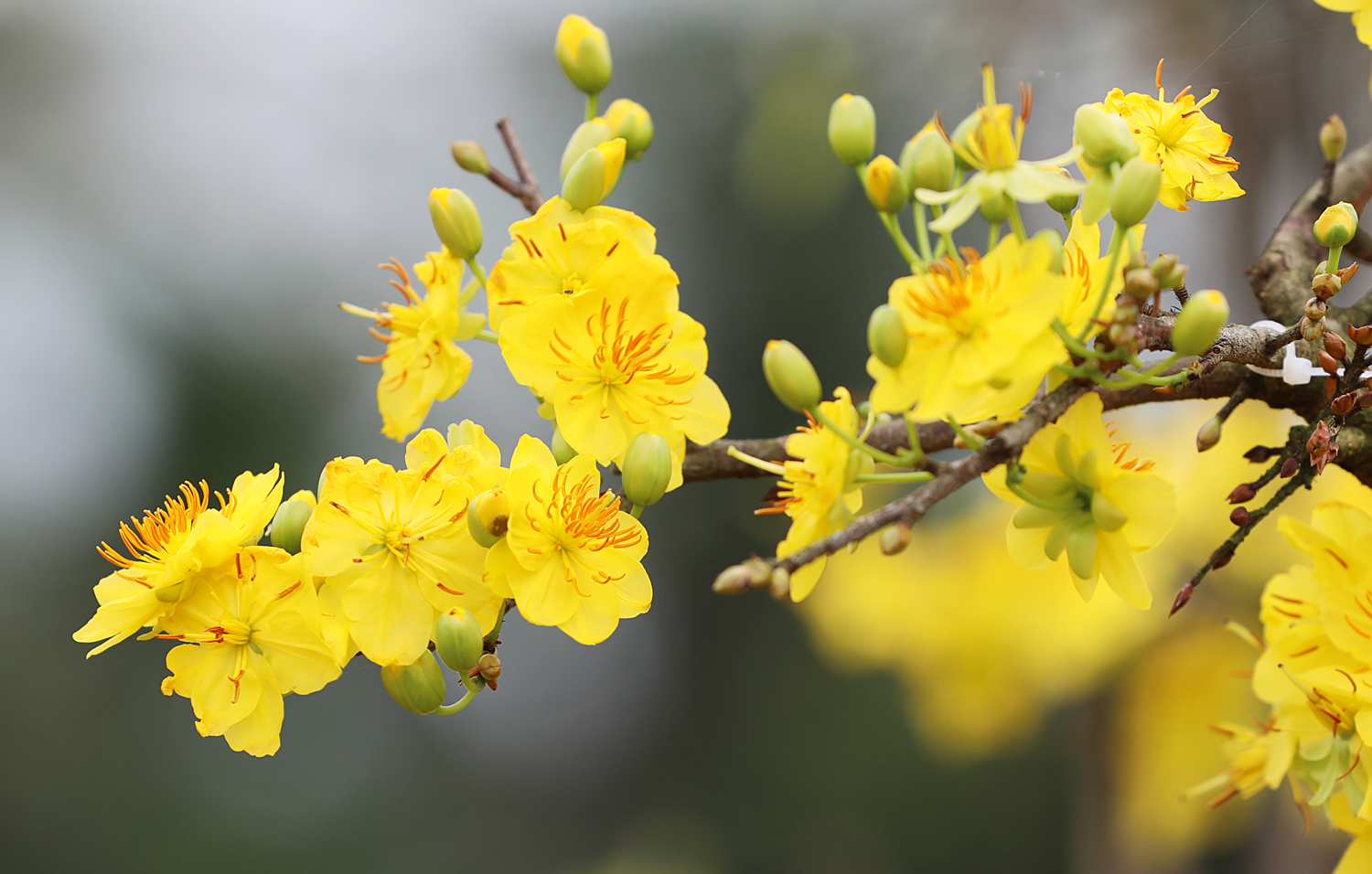 El albaricoque amarillo, una característica de la primavera del Sur de Vietnam