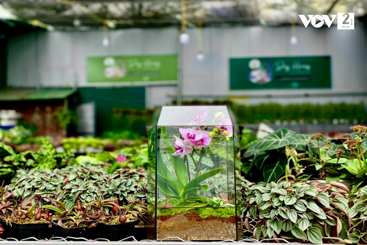 Las macetas de orquídeas con diferentes formas atraen a los visitantes con motivo del Año Nuevo Lunar