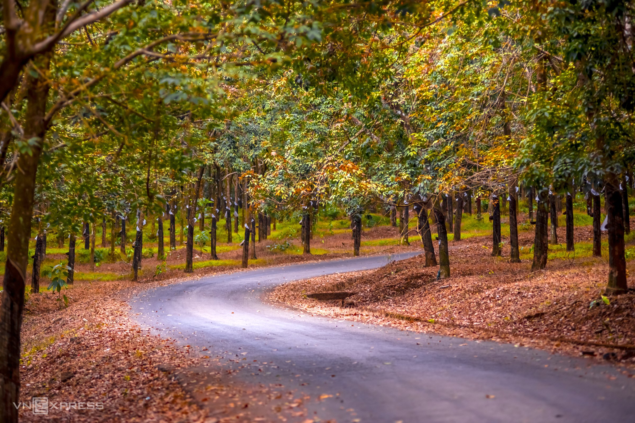 Bosques de caucho del sur toman tonos primaverales