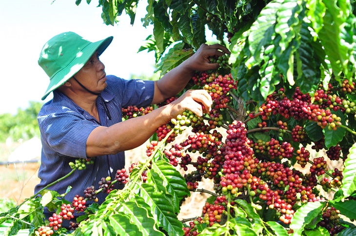 La provincia de Lam Dong reconoce un área de cultivo de café de alta tecnología