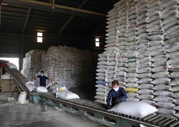 Precio del arroz vietnamita en su nivel más alto en dos años