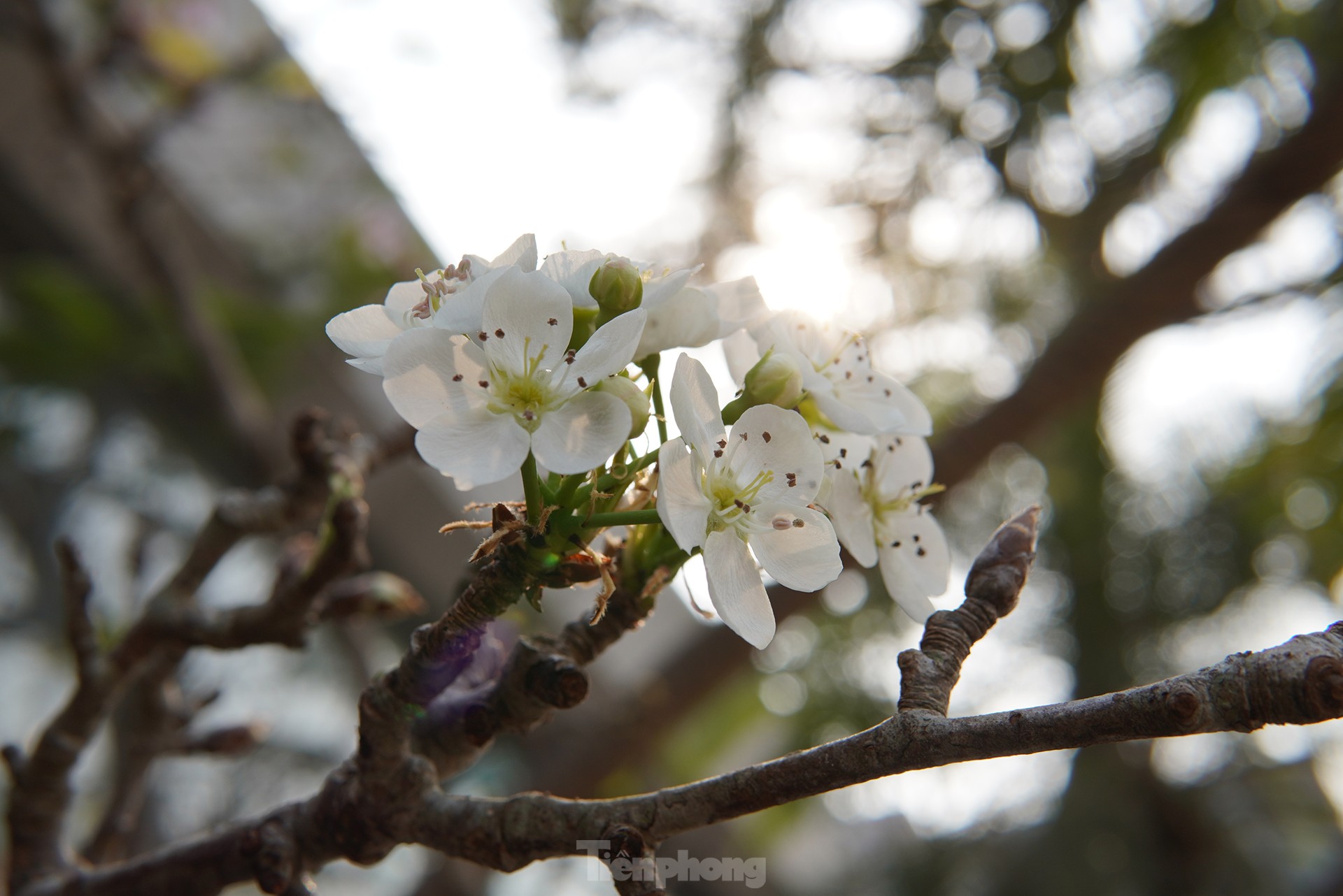 Hanoyenses decoran impresionantes flores de pera silvestre después del Tet