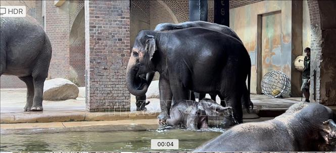 Bebé elefante Bao Ngoc, uno de los símbolos de la amistad entre Vietnam y Alemania