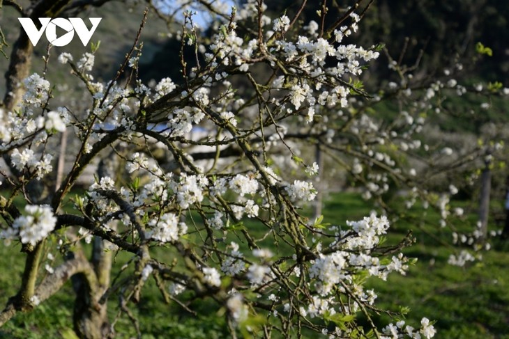 Impresionante belleza de las primeras flores blancas del ciruelo en la meseta de Moc Chau