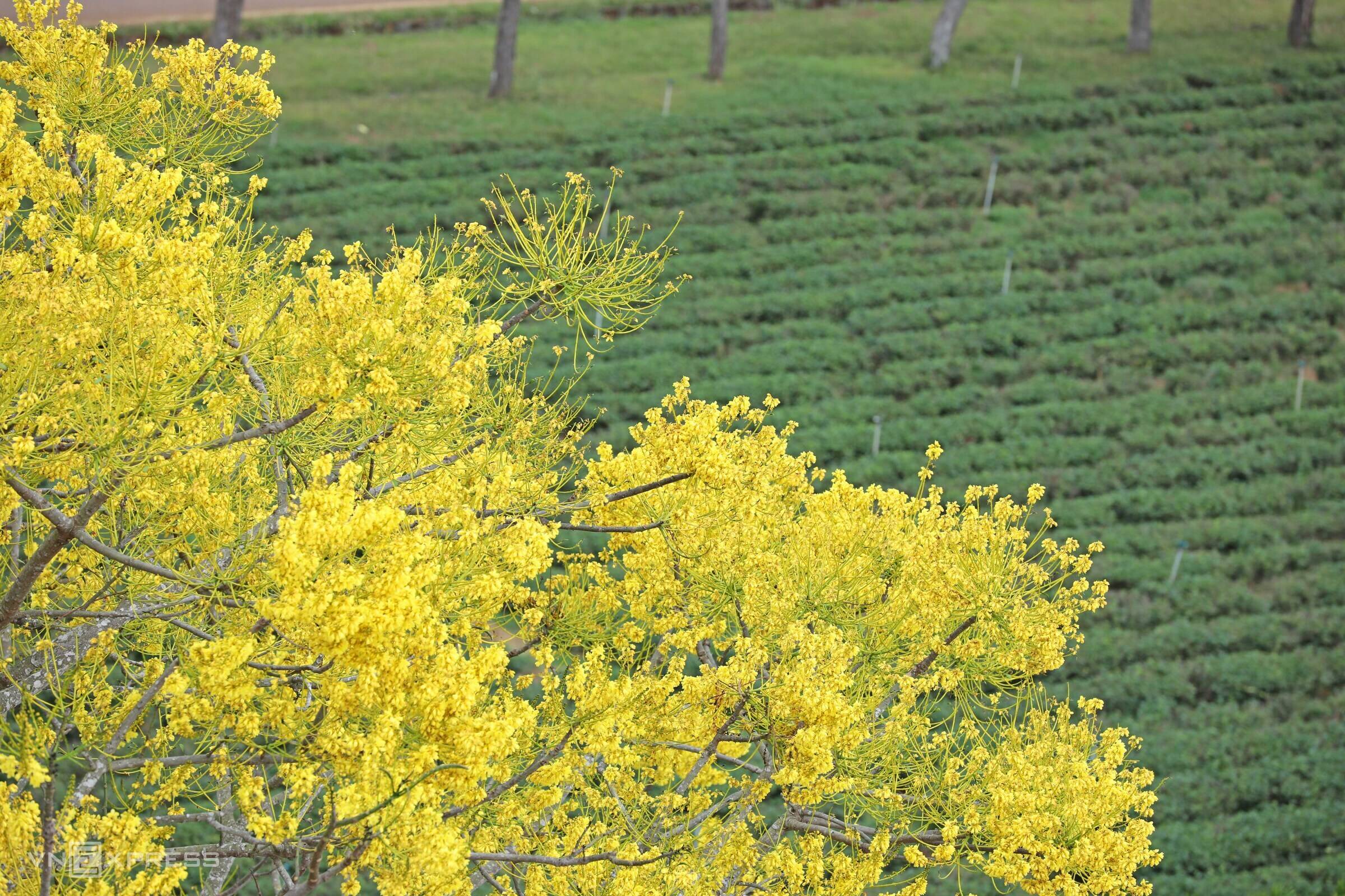 Flores amarillas brillantes de poinciana en Lam Dong