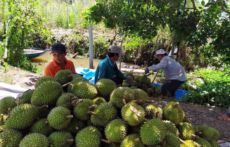 Buenas señales para las exportaciones agrícolas vietnamitas este año