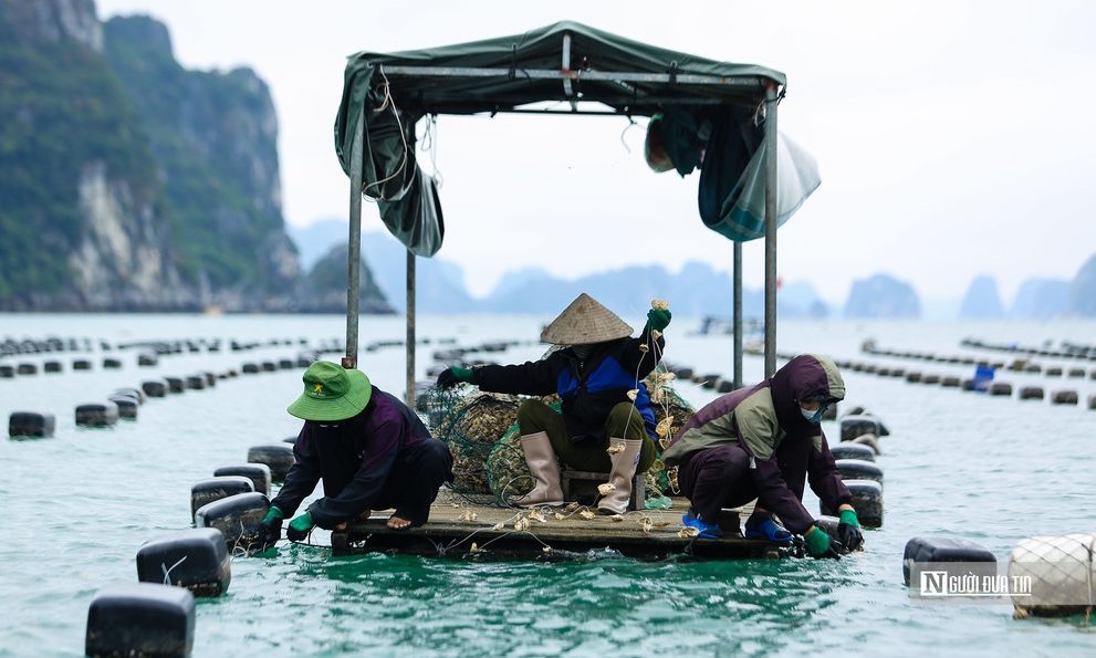 Empresa japonesa busca criar ostras con calidad de exportación en Vietnam