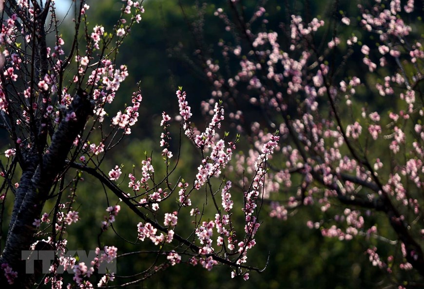Contemplar las flores de melocotón en las montañas del noroeste