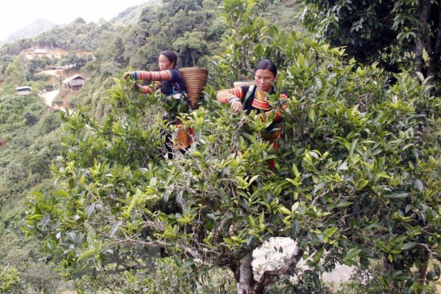 Desarrollan marca del antiguo té Shan Tuyet de Vietnam