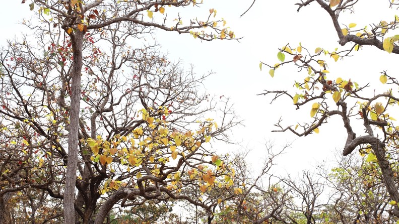 Bosques de ensueño en estación seca de las Tierras Altas Centrales