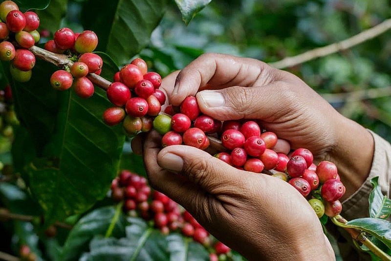 Exportaciones de café disfrutan de crecimiento de dos dígitos en febrero