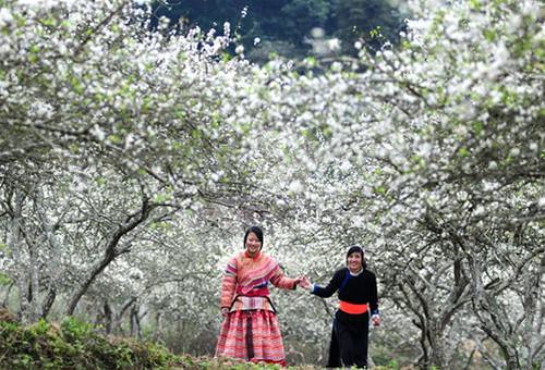 Contemplan belleza pura de flores de ciruelo en la meseta de Bac Ha