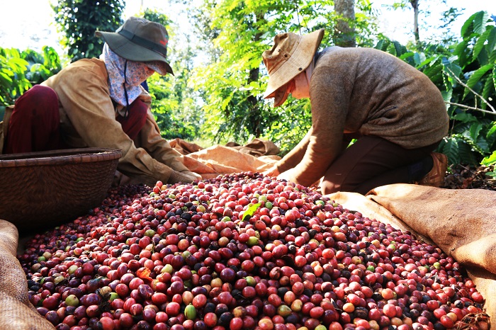 Taller busca formas de aumentar el valor del café vietnamita