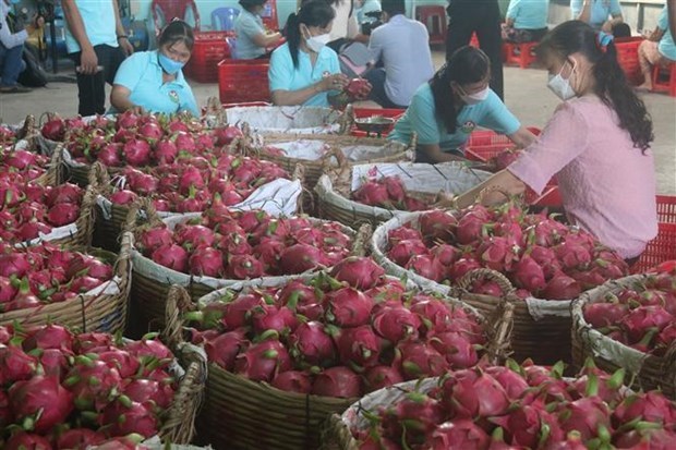 Localidades de India exploran oportunidades de cooperación con Vietnam