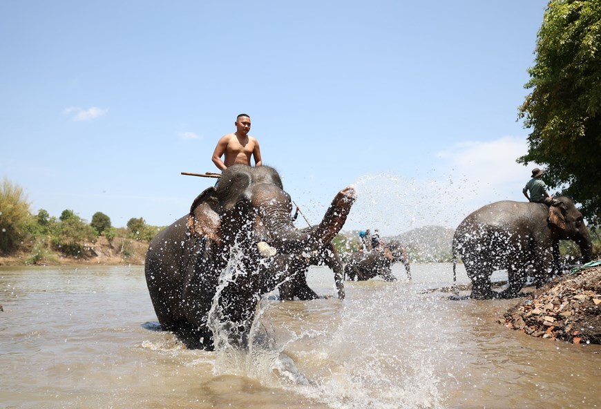 Impresionantes imágenes en el Festival del Elefante de Buon Don 2023