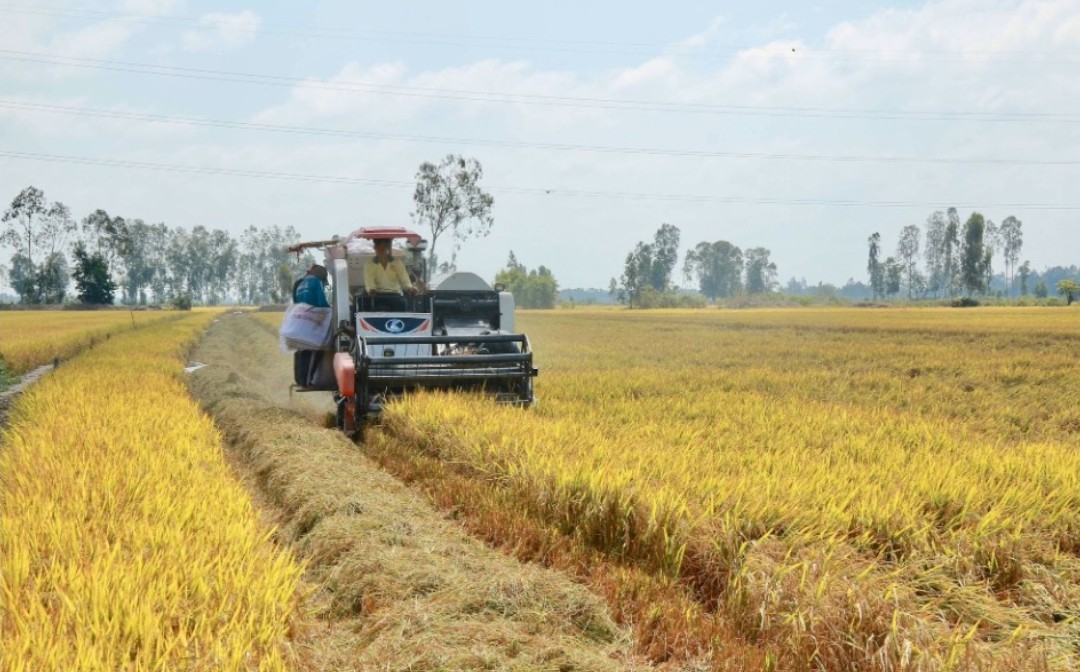 Seminario analiza el cultivo de un millón de hectáreas de arroz de alta calidad