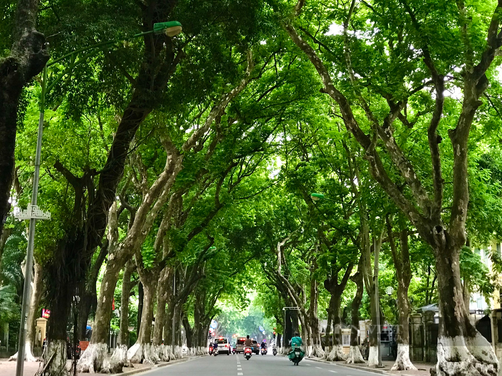 Hanói entre las ciudades con más árboles del mundo