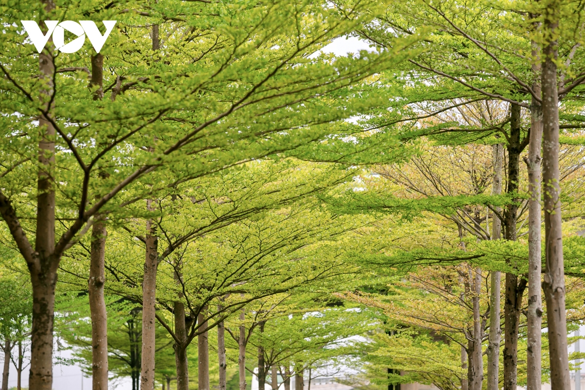 Bucida molinetii con pequeñas hojas verdes y rincones increíblemente fotogénicos en Hanói