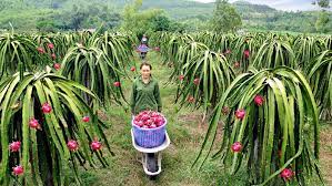Las exportaciones de pitahaya recaudan más de 47 millones de dólares desde enero