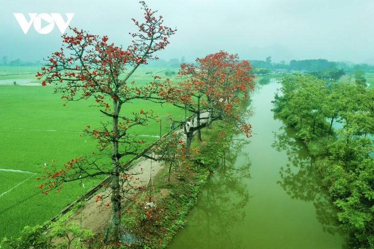 Las flores de la ceiba en los caminos rurales del norte