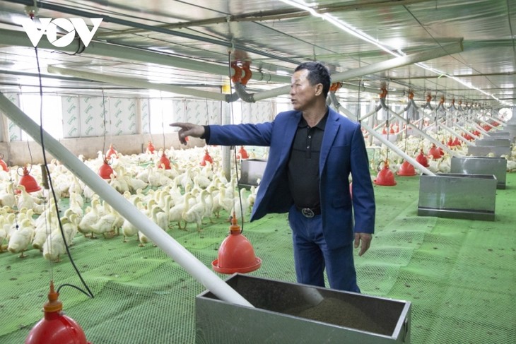 Agricultores ganan grandes ingresos con la cría de patos gracias a modelos de alta tecnología