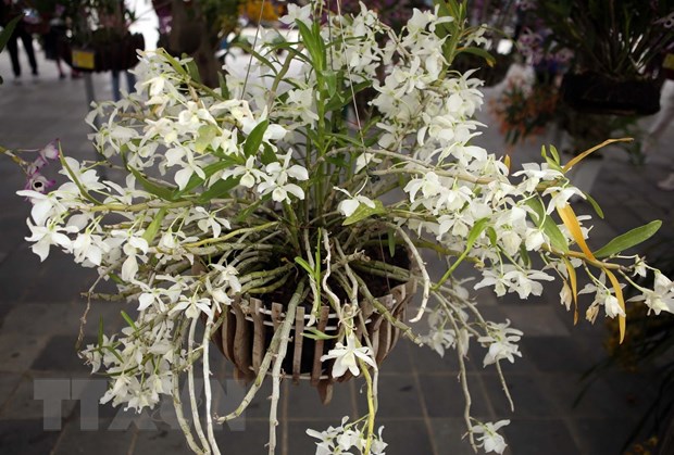 Exposición de orquídeas “Colores de Lai Chau”