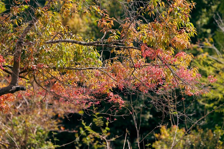 Dejar atrás el ajetreo y el bullicio de la ciudad para pasar un relajante día en Da Man