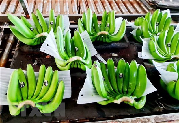 Exportación de hortalizas y frutas señales positivas en el segundo trimestre