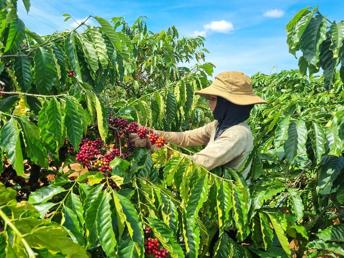 La provincia de Gia Lai contará con su marca de café especial