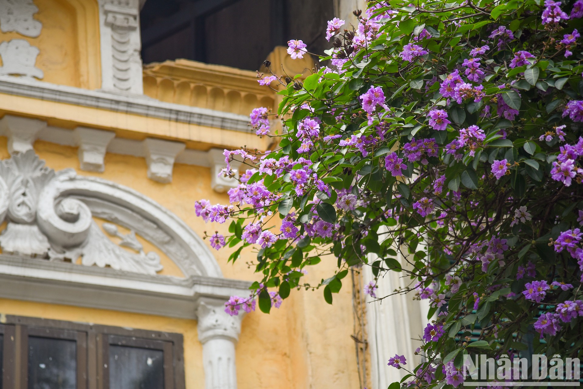 Los árboles reina de las flores florecen en las calles de Hanói